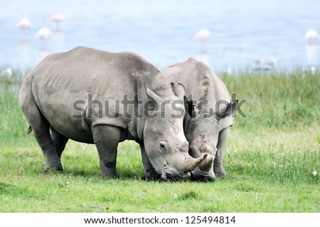 African White Rhino, Lake Nakuru, Kenya