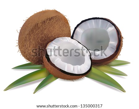Coconut with leaves on a white background vector
