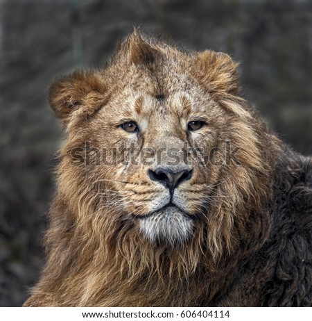 leo hispanic singles Read your free leo singles love horoscope on selfca leo zodiac compatibility and singles love horoscope. leo hispanic singles Read your free leo singles love horoscope on selfca leo zodiac compatibility and singles love horoscope.