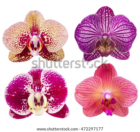Collection of orchid flower isolated on white.Orchid. Orchid flower.