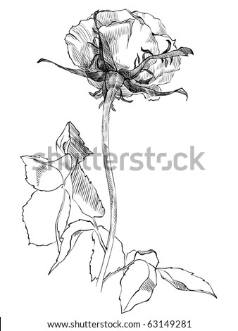  Pencil Drawing Stock Images Royalty-Free Images Vectors Shutterstock