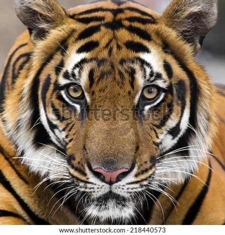 Tiger-eye Stock Photos, Royalty-Free Images & Vectors - Shutterstock