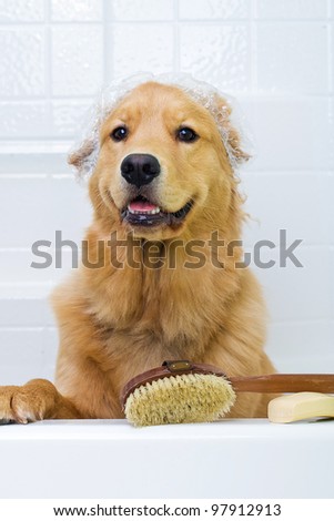 Shower Cap Dog Shower Cap Dog