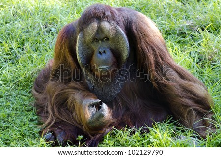 fat women with big monkeys ant farm porn girl