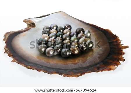Fiji Black lip oyster shell with selection of black pearls. Studio shot isolated on white background.