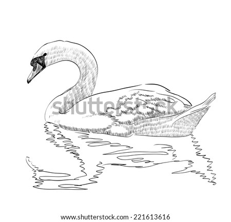 Vector Illustration Sketch Swan Swimming Stock Vector 221613616 ...