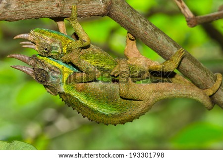 Albie Venter's Portfolio on Shutterstock