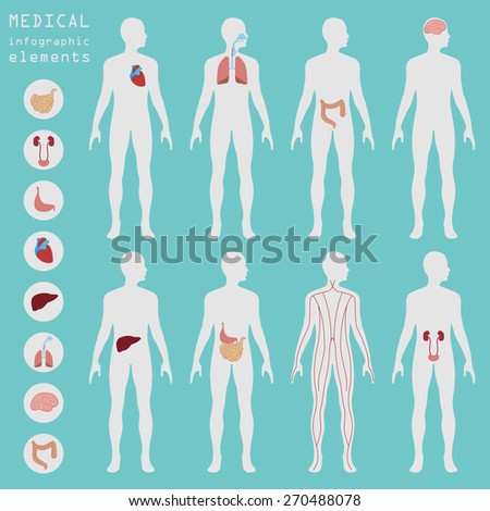 Stylized Female Body Anatomy Chart Skeletal Stock Vector 286438487 ...
