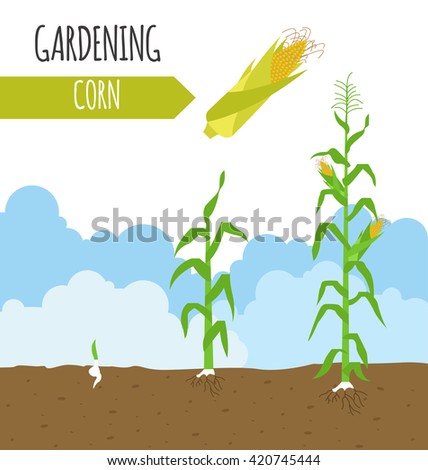 Corn Plant corn plant stock images, royalty-free images & vectors | shutterstock Corn Plant corn plant stock images, royalty-free images & vectors | shutterstock