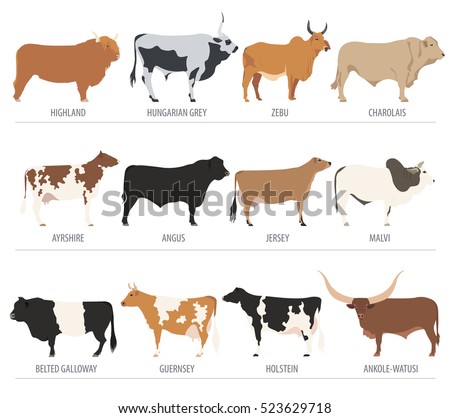 Cattle-breeding Stock Images, Royalty-Free Images & Vectors | Shutterstock