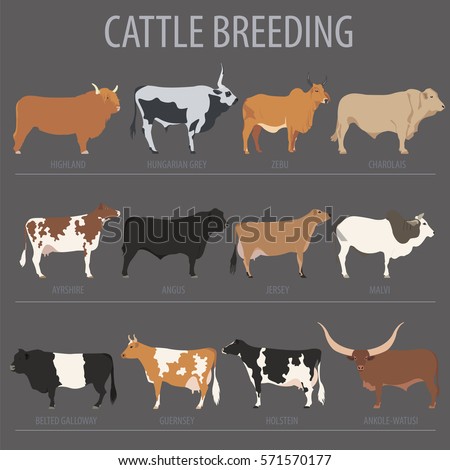 Angus Cow Stock Images, Royalty-Free Images & Vectors | Shutterstock