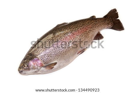 Dawn French Fan Club 3 - Page 37 Stock-photo-large-lb-oz-kg-rainbow-trout-isolated-on-a-white-studio-background-134490923