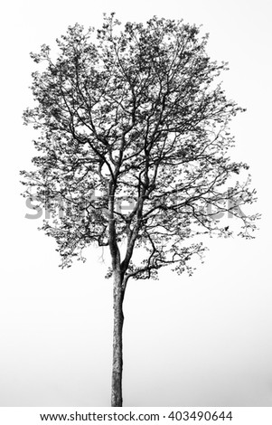 Silhouette Oak Tree Stock Vector 1535426 - Shutterstock
