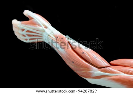 Arm Muscle Anatomy Stock Images, Royalty-Free Images & Vectors