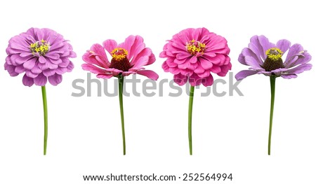 Single Flower White Background Stock Photos, Images, & Pictures ...