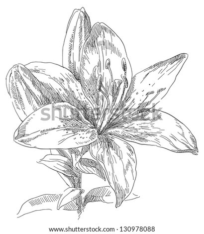 Plant Magnolia Grandiflora Bull Bay Stock Vector 90442609 - Shutterstock