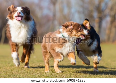 running with australian shepherd puppy portrait three australian shepherd dogs one stock photo 590876324 running with australian shepherd puppy portrait three australian shepherd dogs one stock photo 590876324