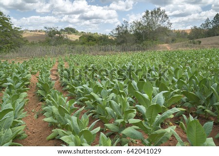 Tobacco Fields In Cuba Tobacco Fields In Cuba