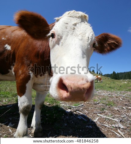 muzzle of the big brown cow pasture in the high mountain