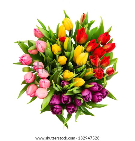 bouquet of fresh multicolor tulip flowers isolated on white background - stock photo