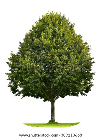 Linden-tree Stock Images, Royalty-Free Images & Vectors | Shutterstock