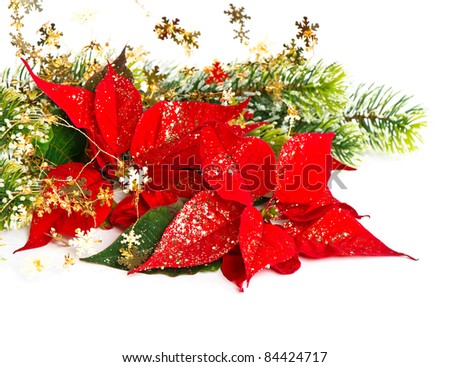 Christmas Flowers Stock Photos, Images, & Pictures | Shutterstock