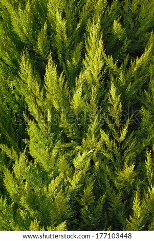 Cypress Tree Stock Images, Royalty-Free Images & Vectors | Shutterstock