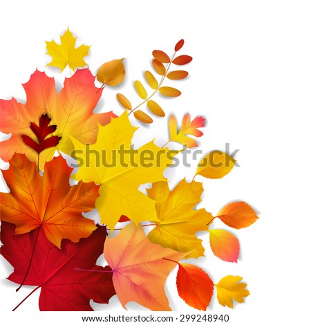 Isolated autumn leaves, vector illustration