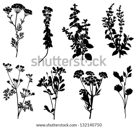 Image Result For Tropical House Plants Image Result For Tropical House Plants