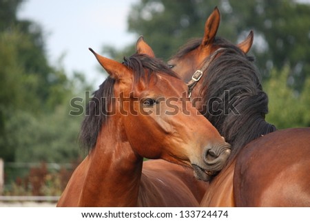 Nuzzle Stock Photos, Images, & Pictures | Shutterstock