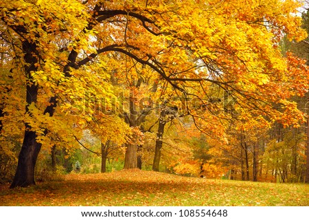 Collection of Beautiful Colorful Autumn Leaves / green, yellow, orange, red