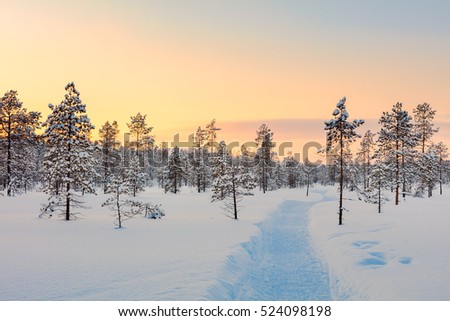 Sunset in winter snowy forest, big pine trees covered snow, empty ski way , beautiful weather - winter rest