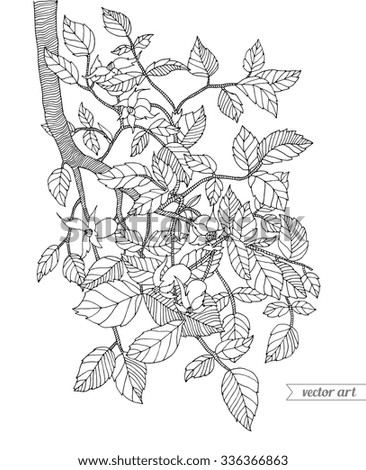 Fruit Leaf Stock Images, Royalty-Free Images & Vectors ...