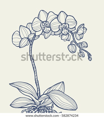 Exotic orchid flower isolated, home plant. Coloring book page for adult. Vector engraving botany artwork. Gift for young girl and women. Blue and beige colors, monochrome