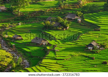 Rice fields on terraced in rainny season at SAPA, Lao Cai, Vietnam. Rice fields prepare for transplant at Northwest Vietnam