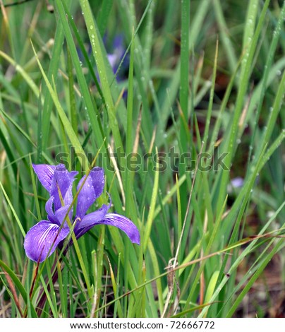 Tall Purple Flowers Stock Images, Royalty-Free Images ...