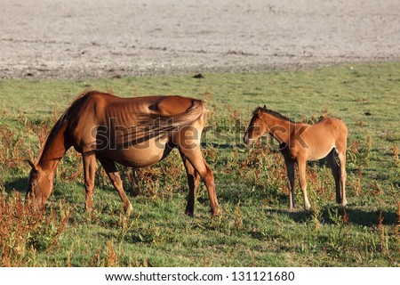 Penis Horse Stock Photo 419348002 - Shutterstock