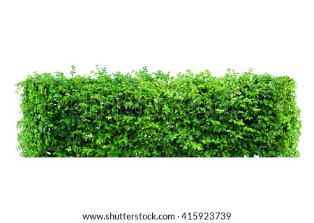 Tree Bush Isolate Trim Design Retouch Stock Photo (Royalty Free