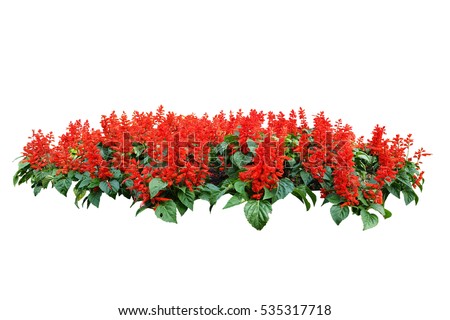 Shrub Stock Images, Royalty-Free Images & Vectors | Shutterstock