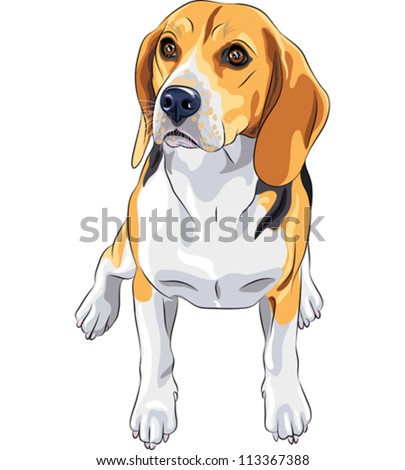 Beagle Stock Photos, Royalty-Free Images & Vectors - Shutterstock