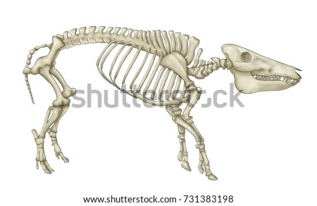 Pig Skeleton Stock Images, Royalty-Free Images & Vectors | Shutterstock