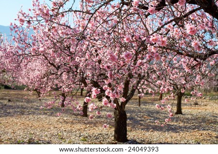 blooming trees on field in spring - stock photo