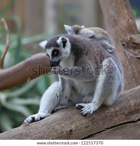 Closeup Ringtailed Lemur Her Cute Baby Stock Photo Royalty Free