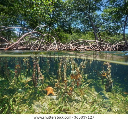 Exposed Tree Roots: What To Do With A Tree With Roots Showing