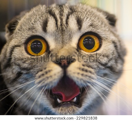 Shocked Cat Stock Photo 286039691 - Shutterstock