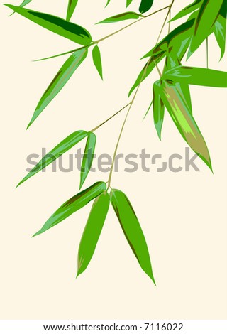 Bamboo Leaves high Resolution Image Wet Bambooleaves Stock Photo