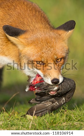 stock-photo-red-fox-eating-a-pigeon-118106914.jpg
