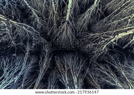 A color inverted low angle view looking up at a canopy of bare tree branches partially covered in snow during the winter season.