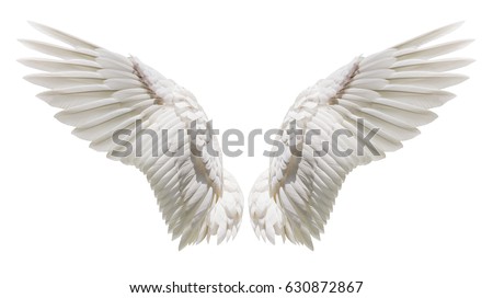 Angel wings isolated on white background with clipping part