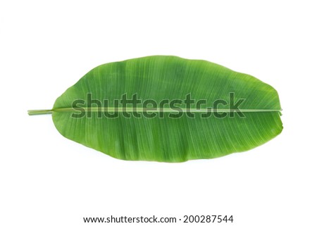 Banana Leaf On White Background Stock Photo 277842533 - Shutterstock